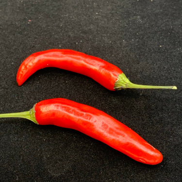 Purple Tiger x Jalapeno - Seeds - The Pepper Pantry (Formerly Marie Sharp's)